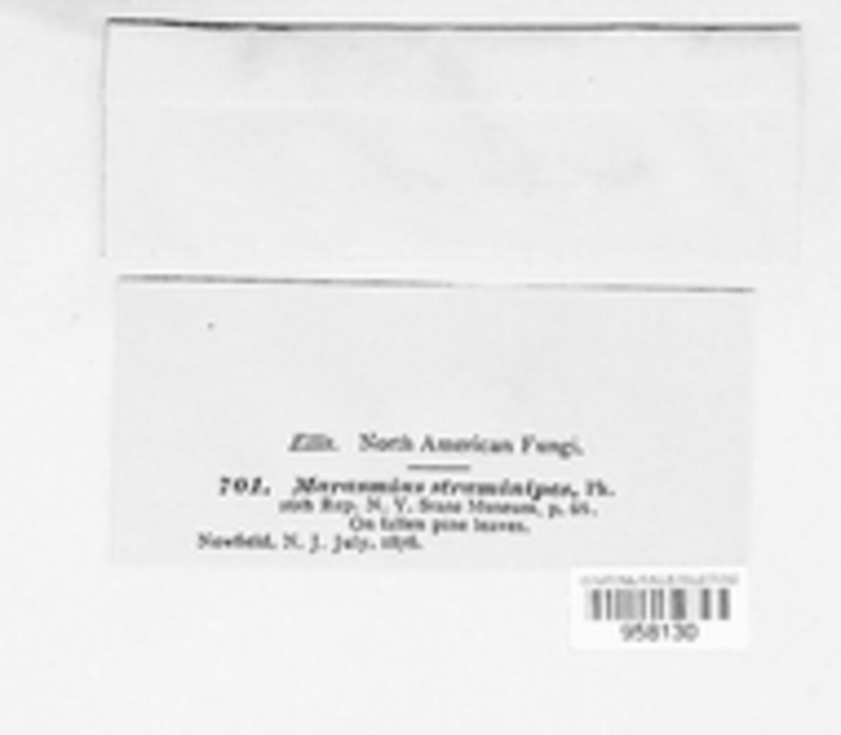 Pseudomarasmius straminipes image